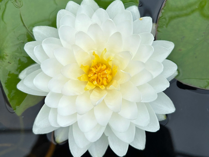 Seerose - Bangkok Snow